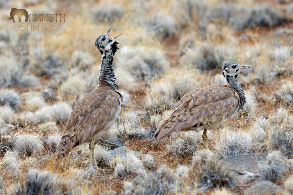 One of the distinctive sounds of the desert is the croaking of Korhaans - we were treated to these two males as well as a female not far from the lodge one afternoon.