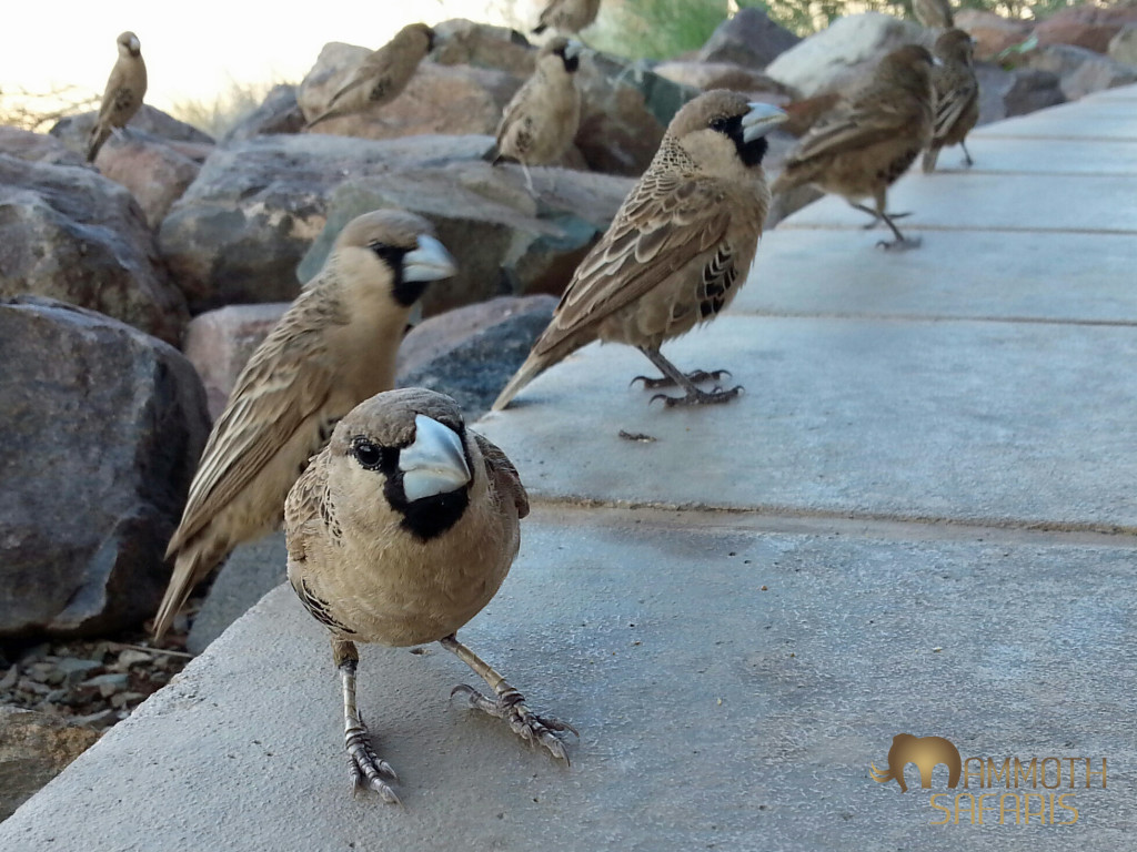 I have always maintained that every lodge needs some wildlife in camp to make it come alive - these Sociable Weavers came in from their giant nests everyday 'to entertain us'!