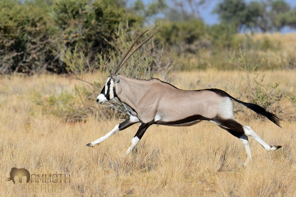 If there is one wildlife reason that stands alone for visiting Sossusvlei and the Namib Rand, it is the Gemsbok What a magnificent antelope!