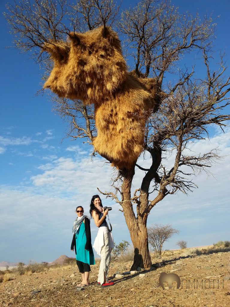 Two incredible women posing beneath the impressive Sociable Weaver nest - purposefully offbeat to get them all in!