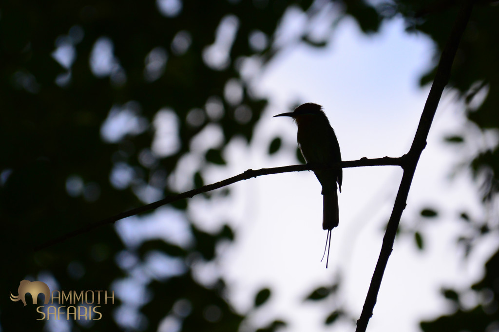 In the end I decided the backlit shot portrayed this superb little bee-eater best. Although colourful it spends much of its time hunting from dense riverine bush. This is one of 8 bee-eater species we saw!!!