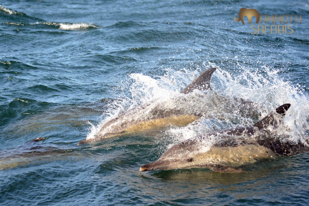 This is one of my favourite subjects, especially at this time of year when they aggregate into megapods of over 1000 animals – the water literally boils...and the fish don't easily escape!