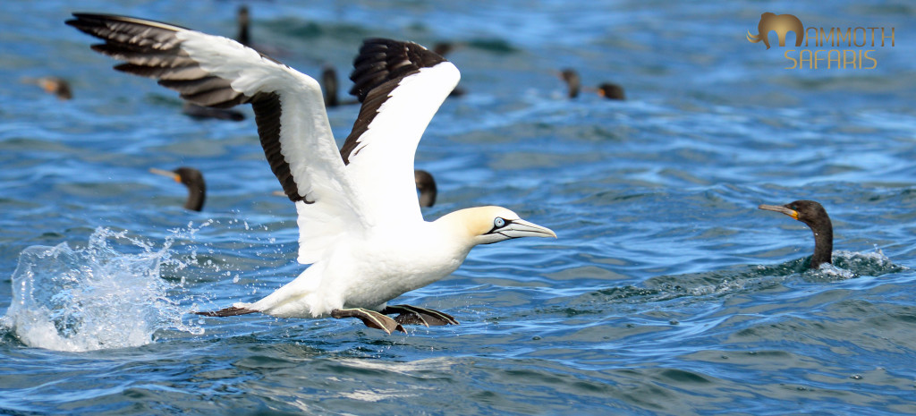 The usual challenge when photographing this Cape Gannet is to snap the moment it enters the water at break-neck speed. This time the light was great and I snapped it as it gathered momentum to fly off. The water and its eye match nicely!