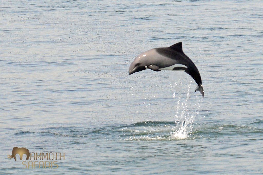 Not a sharp shot as it was far behind the boat, but a great feeling to capture this Atlantic endemic found only along the coast from Cape Town to Namibia.