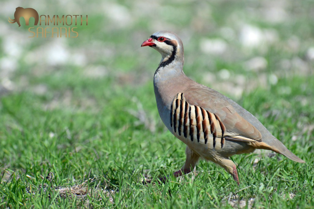 Not a seabird is it? This handsome bird can only be seen on Robben Island where it was introduced in 1964 by customs officals? A far cry from its typical rocky mountain habitat over much of Eurasia, but they seem to be doing well.