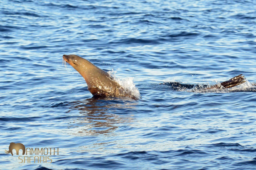 These are great predators in their own right, but off Cape Town they regularly fall prey to the Great White Sharks