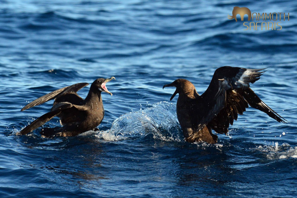 This shot is almost guaranteed on most days at sea as these are two of the more common species – the larger Skua pirates from the White-chinned Petrel.
