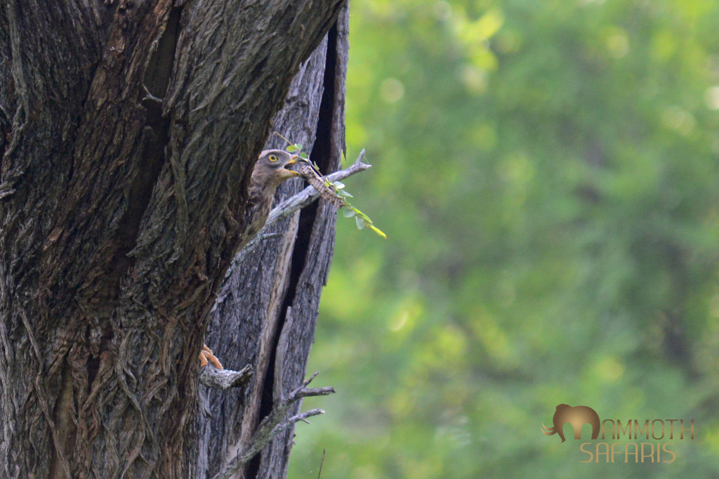 Not a great shot this, but we saw numerous of these migratory Eurasian Honey-buzzards in Selous' woodlands and this one actually dropped to the ground and ripped out a wasp nest to eat - textbook!