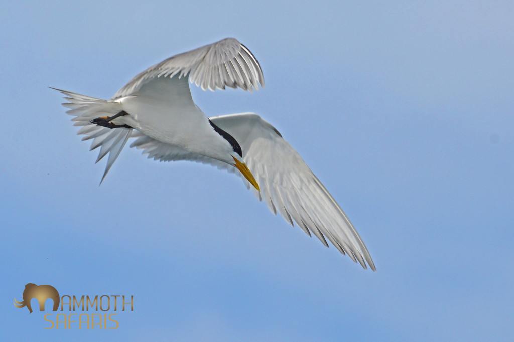 This stunning bird was hunting with great success in amongst the 10,000 odd cormorants we had all around the boat.