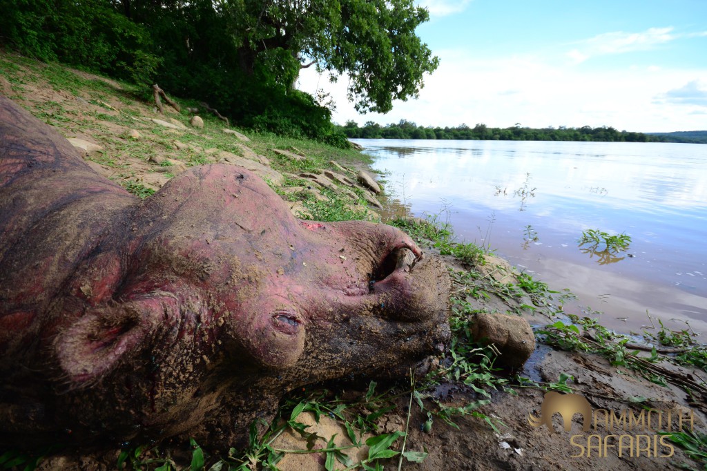 We spotted a dead hippo on the banks of the Rufiji. As we approached a large bull snorted and made a bow-wave away from us. The scene of destruction of the vegetation told the story of how the two must have fought through the night - and now it is a case of waiting to see if the crocs, hyenas or the vultures  get here first...