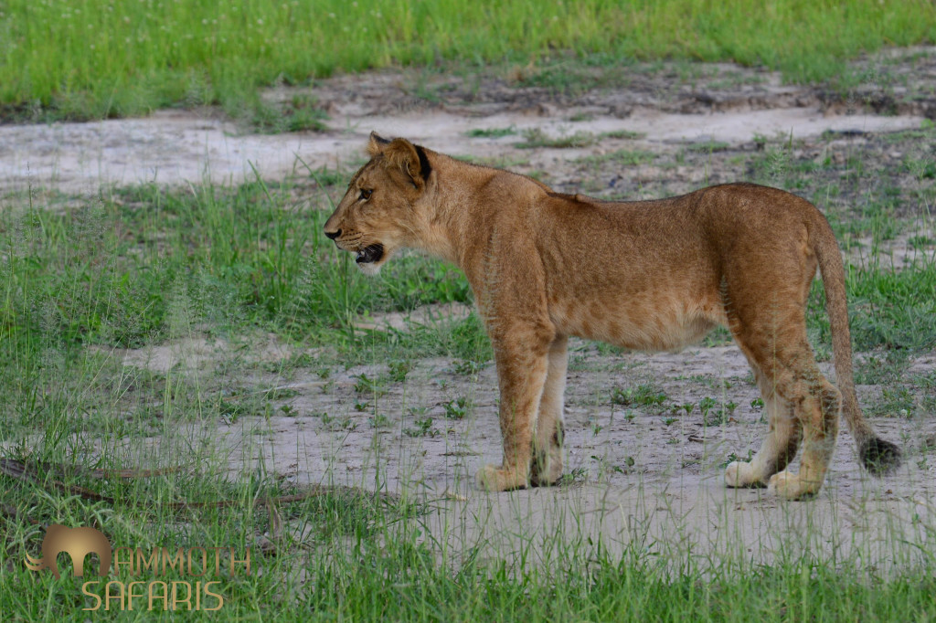 This is the only decent shot I got of a small pride that we found devouring a carcass inside a palm thicket. The best part was listening to the one female growl at the young cubs as they braved her fearsome noises as they edged in to claim a small bit of the kill.