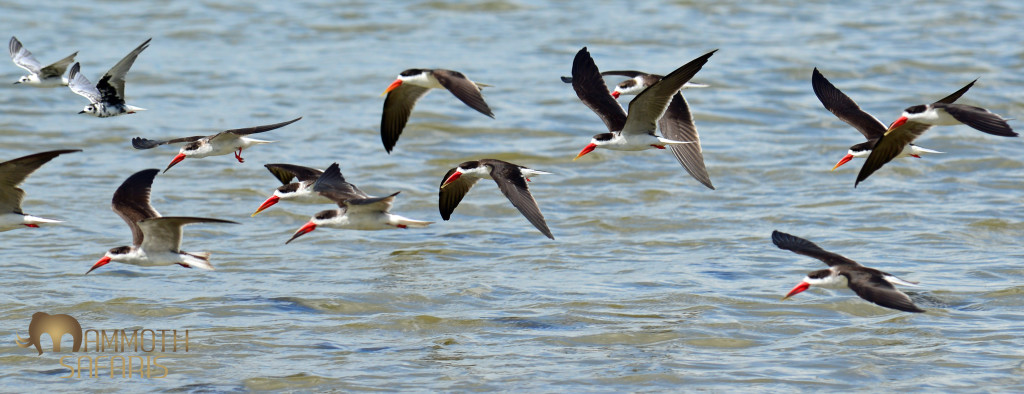 These African Skimmers represent wild Africa to me as they only survive where the natural  seasonal flooding on large rivers is still in tact. To watch them feed with beaks cutting the water is special.