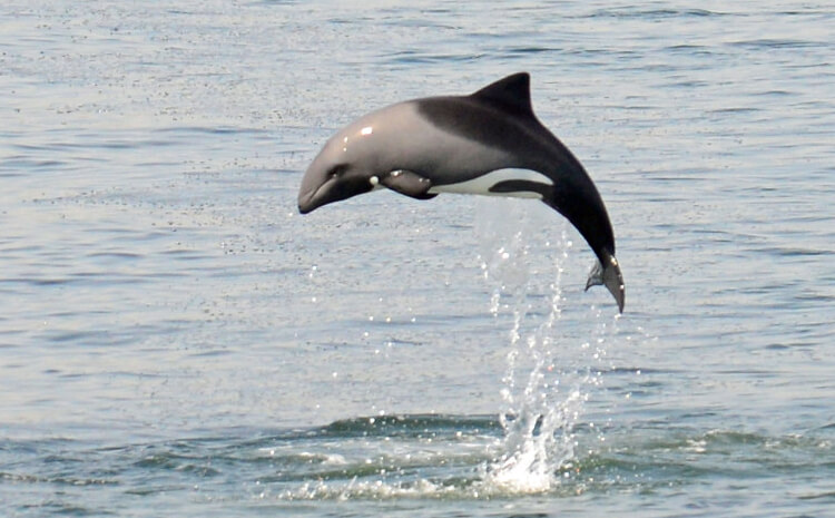 Cape Town Autumn Ocean Wildlife!!