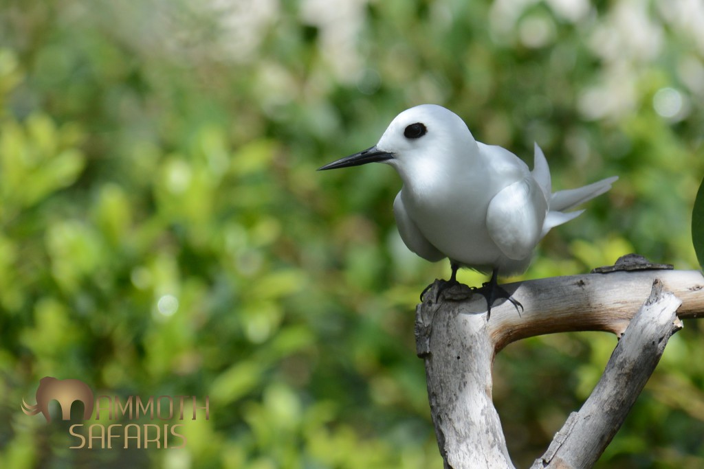 No post about St. Helena could be without one of the star avian attractions, one of my favourite fliers, the Fairy Tern