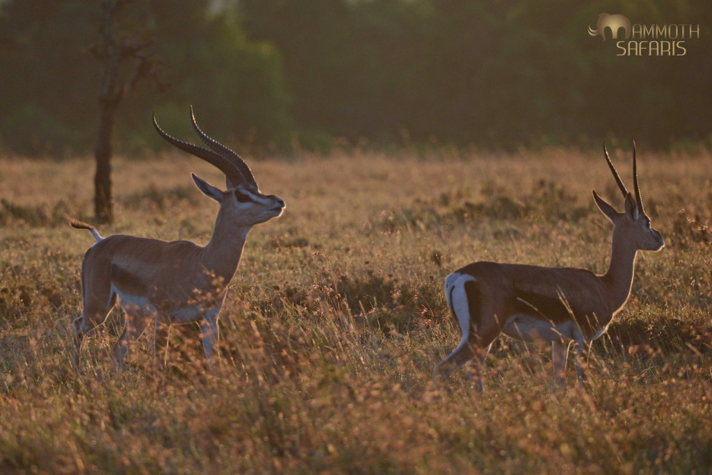 I used the backlighting just after sunrise to snap a few shots of this handsome male Grant's Gazelle taking interest in a female.
