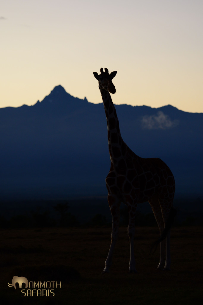 I purposefully kept this photo dark to emphasise the pre-dawn blues. Not often you find something taller than a mountain!