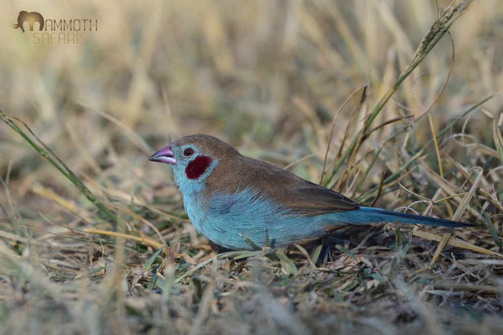 This is definitely the best bird shot of the trip. A very confiding male Red-cheeked Cordon-bleu fed for ages within lens-range.