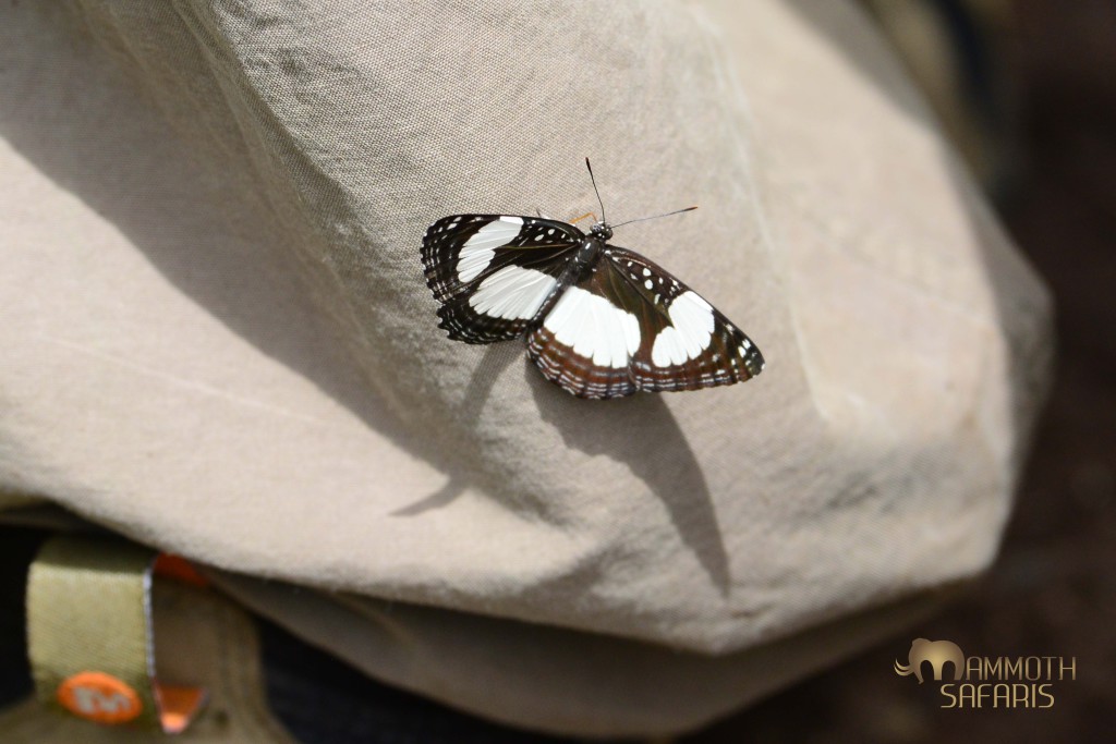 This Sailor butterfly landed on Mark's leg during a bush walk along the Ewaso Nyiro River - clearly sipping sweat from his pants!