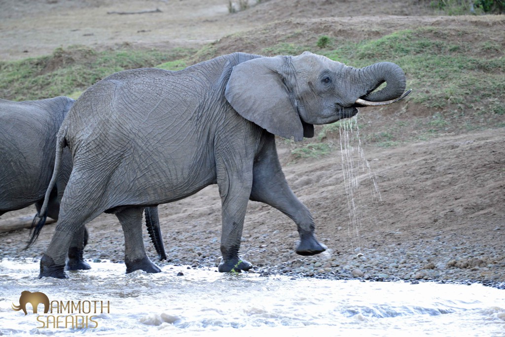 A small breeding herd of elephant crossed the Ewaso Nyiro River in fairly low light, making photography tricky, but we were downwind and well positioned to get a few shots.