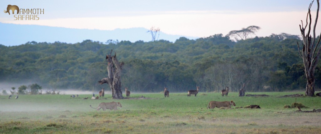 Every single time we visited the Ol Pejeta marsh there was something to different to see. We found these two lioness well before sunrise - on a mission to somewhere.