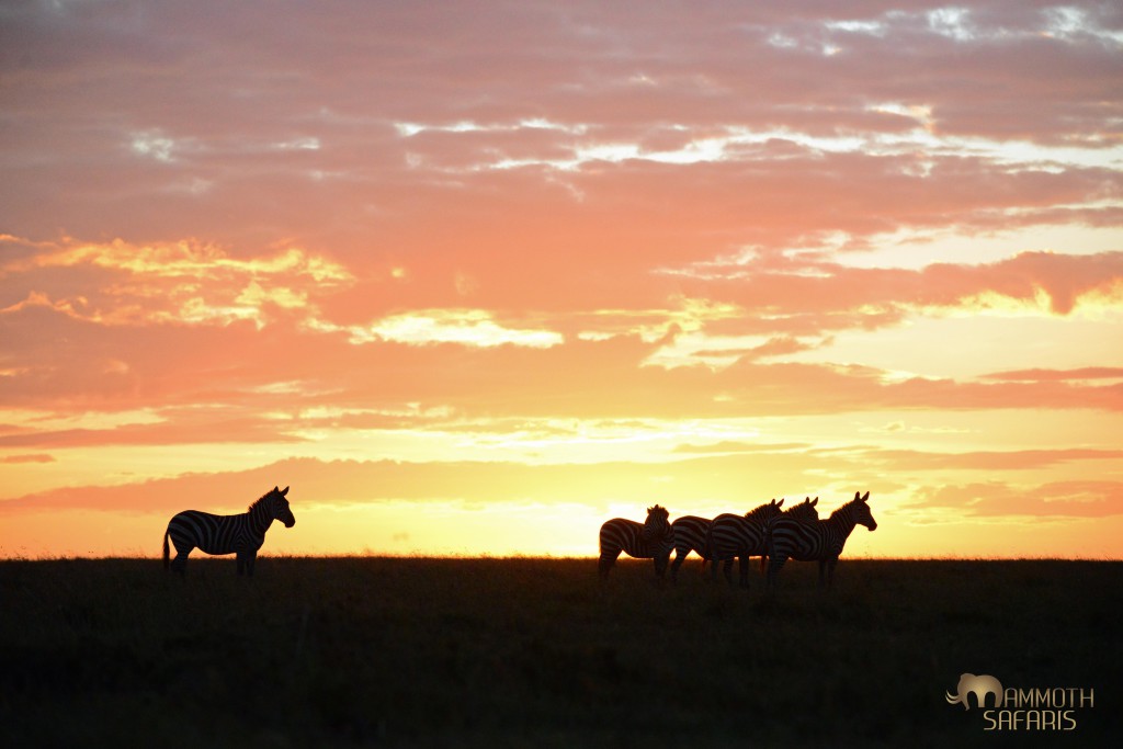 This is one from a series of pics taken around sunrise - my favourite time of day. I love the way the stallion stands apart watching his harem!