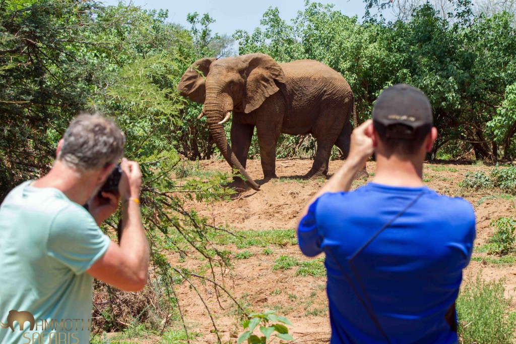 Enjoying wildlife from the comfort of the camp. This elephant spent most of the mid day feeding around our tents. 