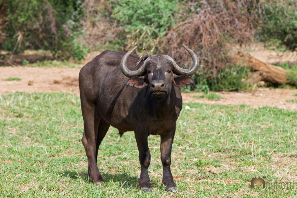 The reputation of a buffalo is well deserved which is why taking photos from the comfort of a vehicle will generally yield better photos due to less camera shake.