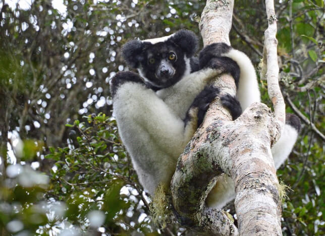 Incredible wail of the Indri