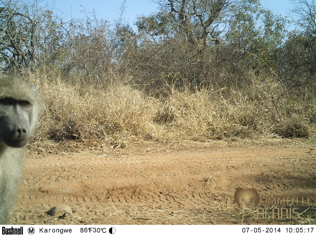 I you put a camera trap up just about anywhere for a few days, you are bound to get at least one look-in from an inquisitive baboon!