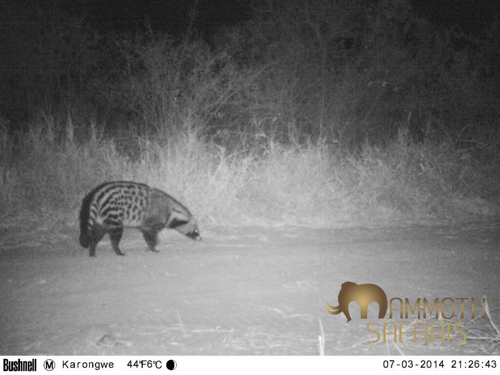 I always enjoy finding African Civet on a night safari - for me it is a sign of a healthy environment