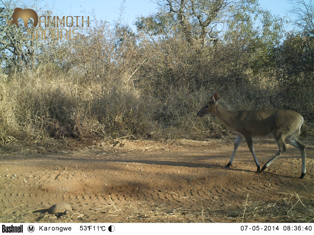 I assume this Common Duiker was headed for a morning drink at the waterhole