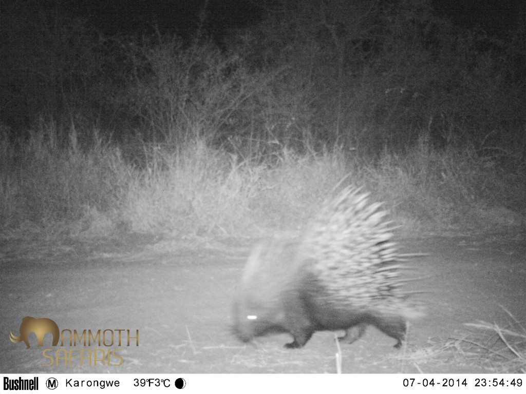 Although the porcupine is actually quite common, you don't get to see them too often unless they are raiding the camp veggie garden.