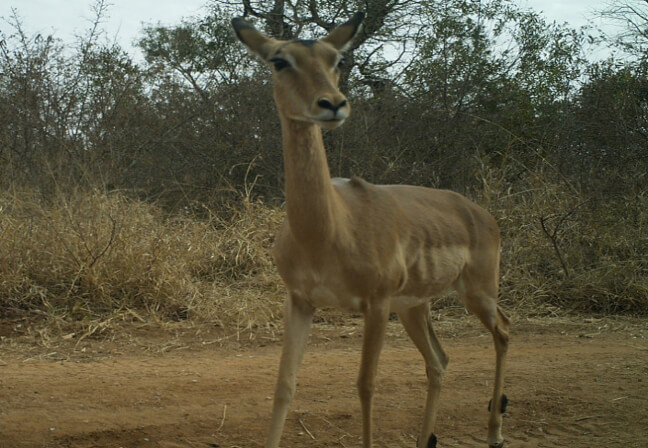 African Civet po(o)ps by…