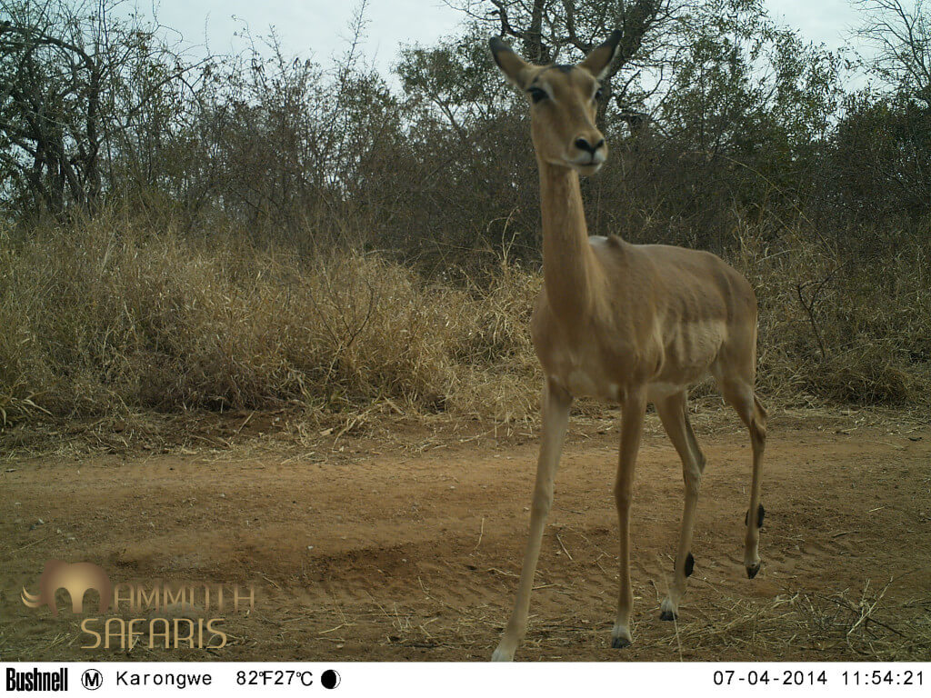 This female impala must have sensed something out of place on the tree - she is very alert