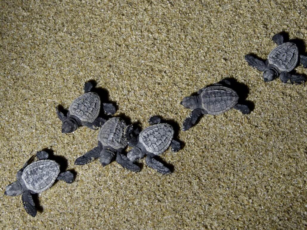 A fabulous family safari…