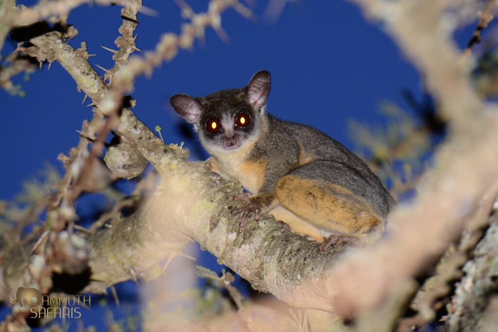 This cute bushbaby can be tricky to photograph in the thorn trees with no natural light. I spotted this one in silhouette as it emerged just minutes after sunset.