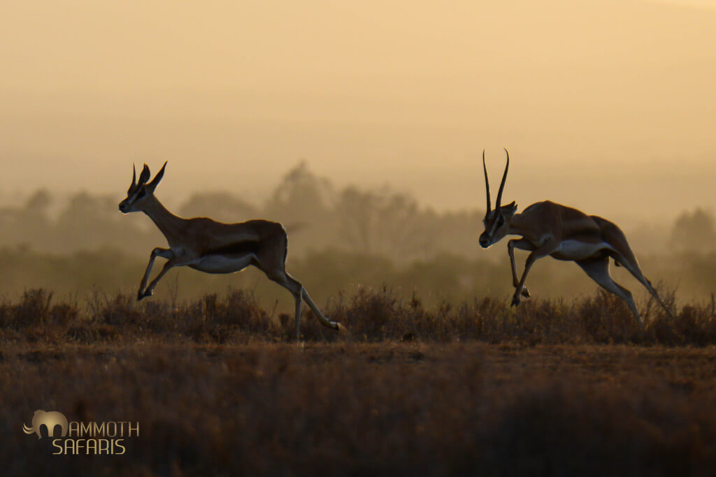 Some patience before sunset was rewarded when a young male Grant’s Gazelle decided to put in a big effort to court a female.