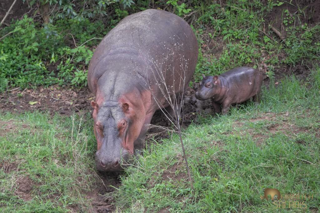 We had a special sighting of a female hippo bringing her young calf from out of the riverine forest back into the Mara River