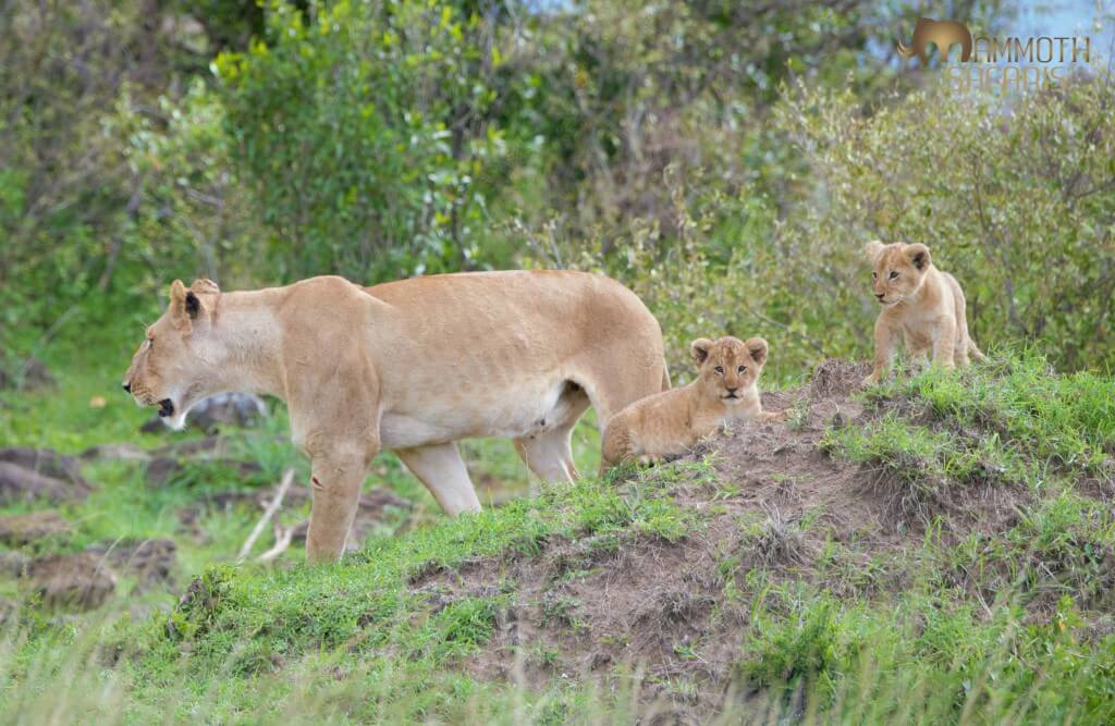 These young lions will have a real appetite by the time the wildebeest migration returns to the Mara.