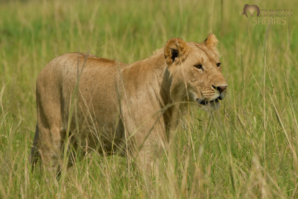 Whilst this is not the most arresting photo of a lion, I enjoyed his focus and motion through the long grass.