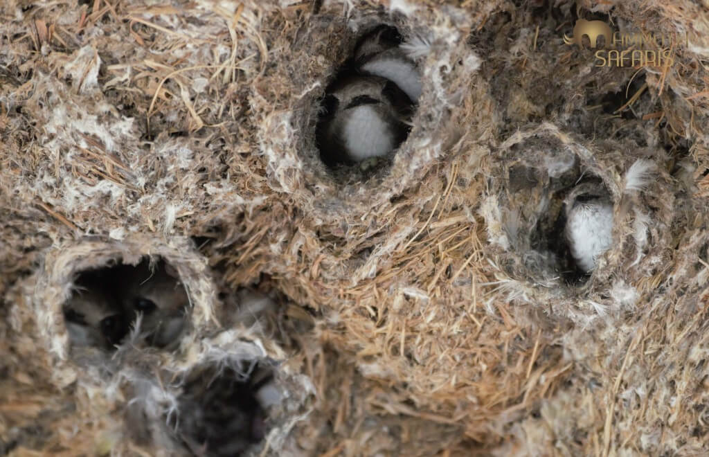 Anyone that has been to the Mara Triangle will know the sound of the Little Swifts that nest at the Oloololo Gate. It seems they were gearing up for nesting.