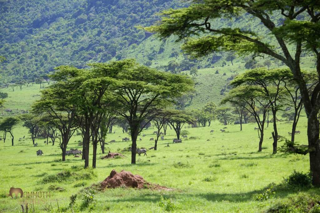 The rains turn the landscape green, but this area has also been burnt so was a shocking green. We stopped for a picnic lunch and had 9 mammal species in view!