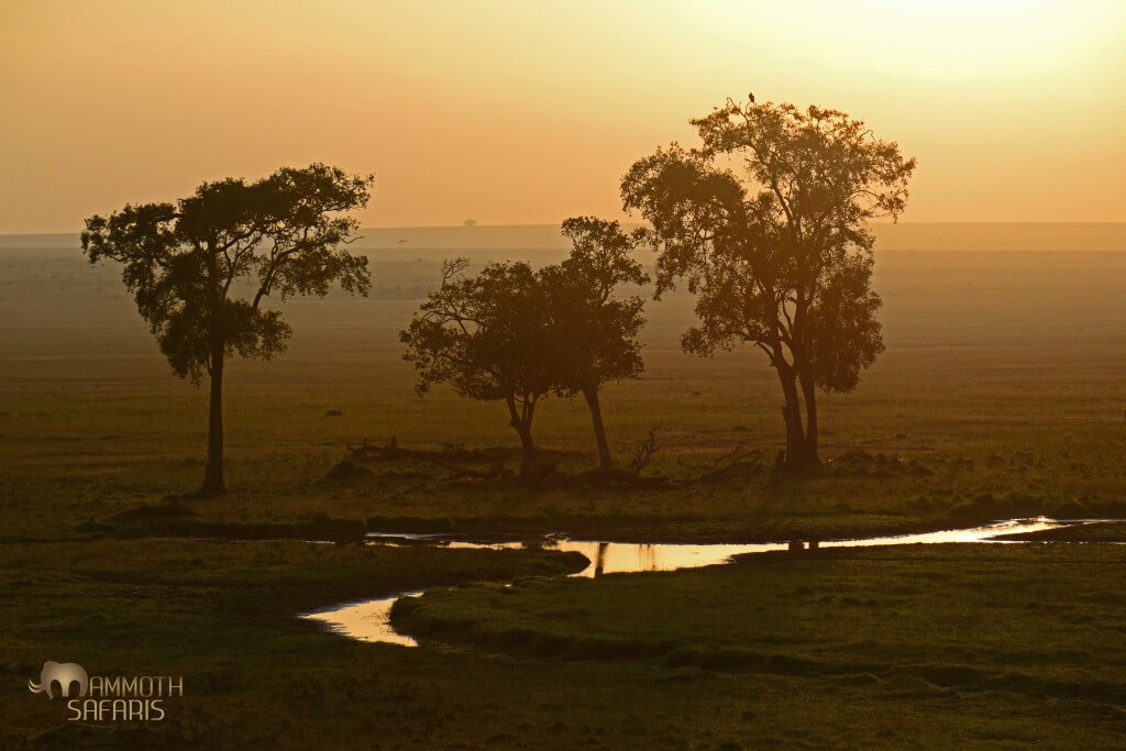 One of the dreamy scenes that unfolded on the balloon ride, just after floating over a pride of lions!