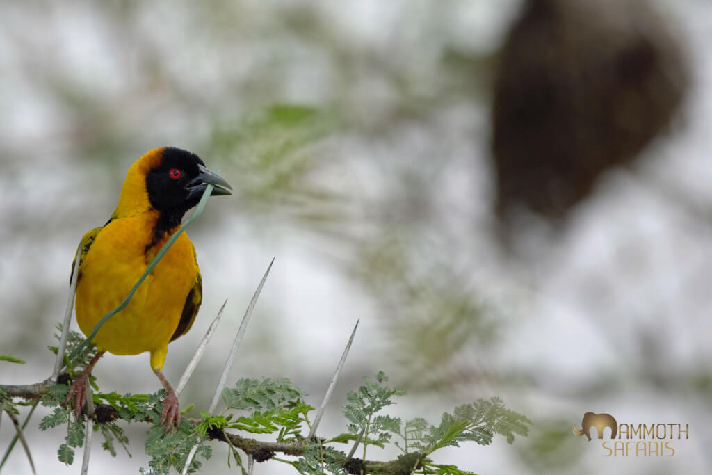Thatching weavers build nests is a great African safari treat. Quite how this male managed to keep avoiding the thorns whilst so busy I don’t know.