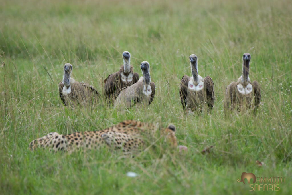 The first 5 of no less than 40 vultures that pressured and pushed this female cheetah off her gazelle kill right in front of us (we only saw one other vehicle this day!).