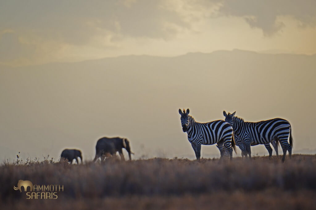 The almost milky late afternoon light on Ol Pejeta provided a fun opportunity to capture the top f the Aberdares as backdrop to the zebras and elephants