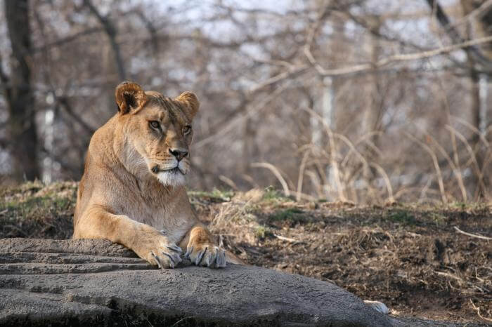 Zakouma – a wild Safari south of Sahara