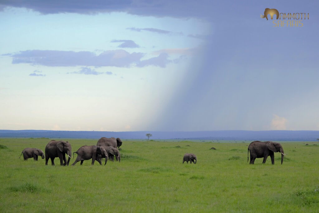 Masai Mara in the green season