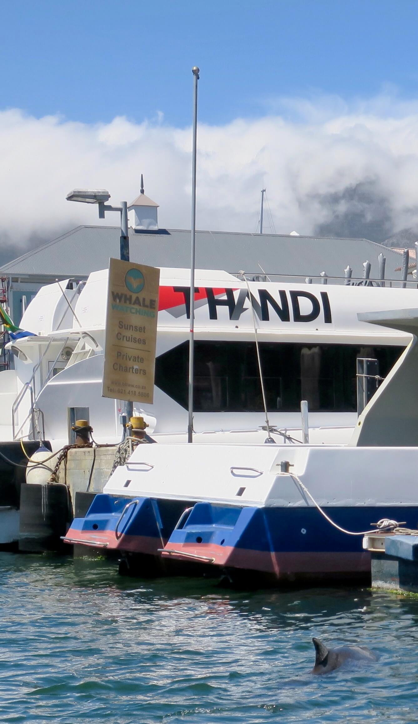 Mammoth_Safaris_Dwarf_Sperm_Whale_Cape_Town1