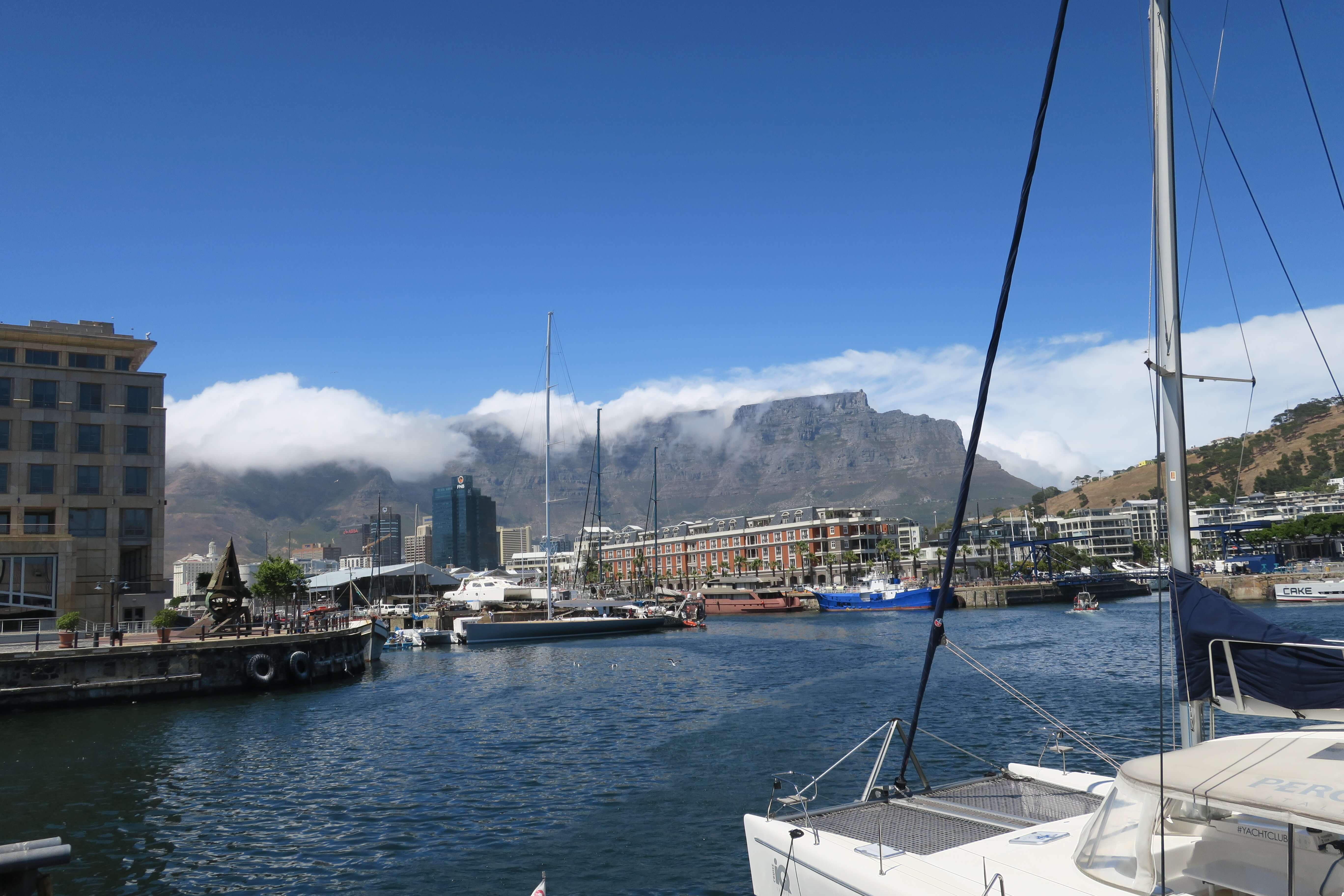Mammoth_Safaris_Dwarf_Sperm_Whale_Cape_Town2
